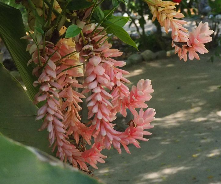 Another pretty flower