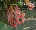 Another pretty flower