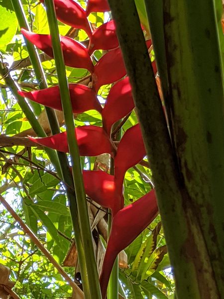 Bird of paradise plant