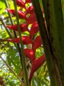 Bird of paradise plant