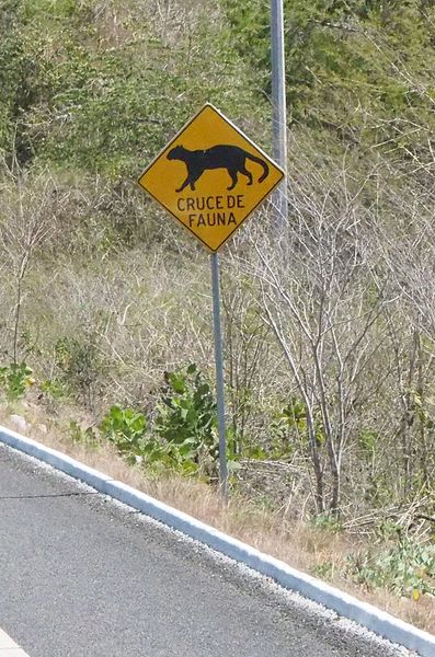 Cat crossing