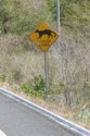 Cat crossing