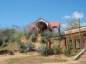 Green agave plants (not the blue agave used for tequila)