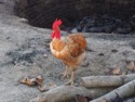Rooster