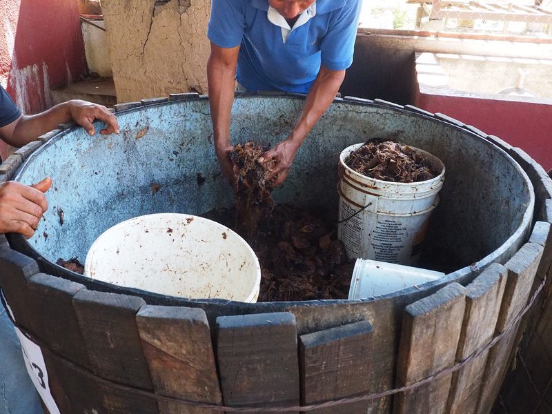 The agave pinas are crushed and then fermented