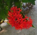 Very red flowers
