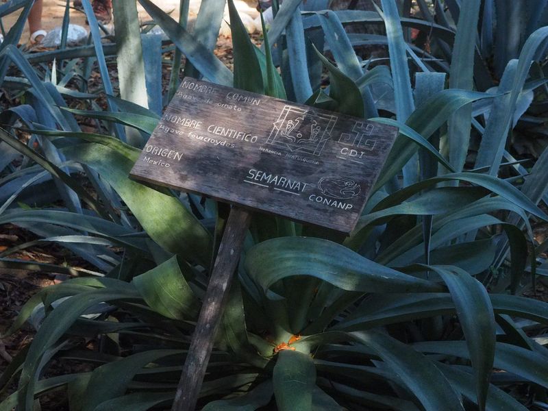 We start the garden tour with an agave plant