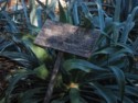 We start the garden tour with an agave plant