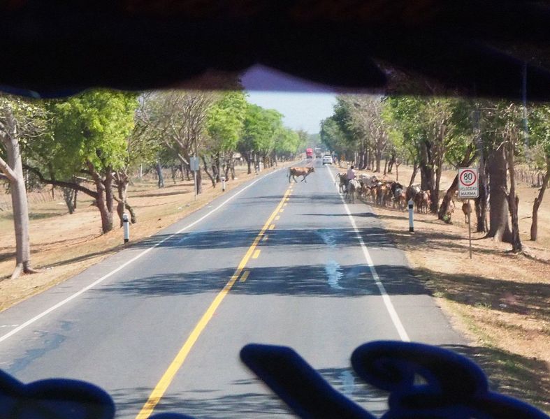 A herd of cattle crosses the highway in front of our bus