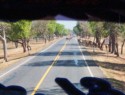 A herd of cattle crosses the highway in front of our bus