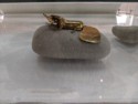 Gold frog