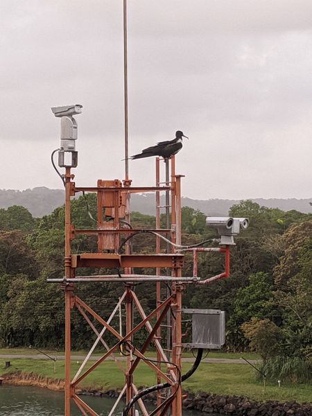 A sea bird perches on the antenna tower
