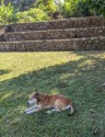 Doggy
