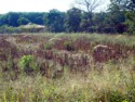 Those corn stalks are being dried for tamales