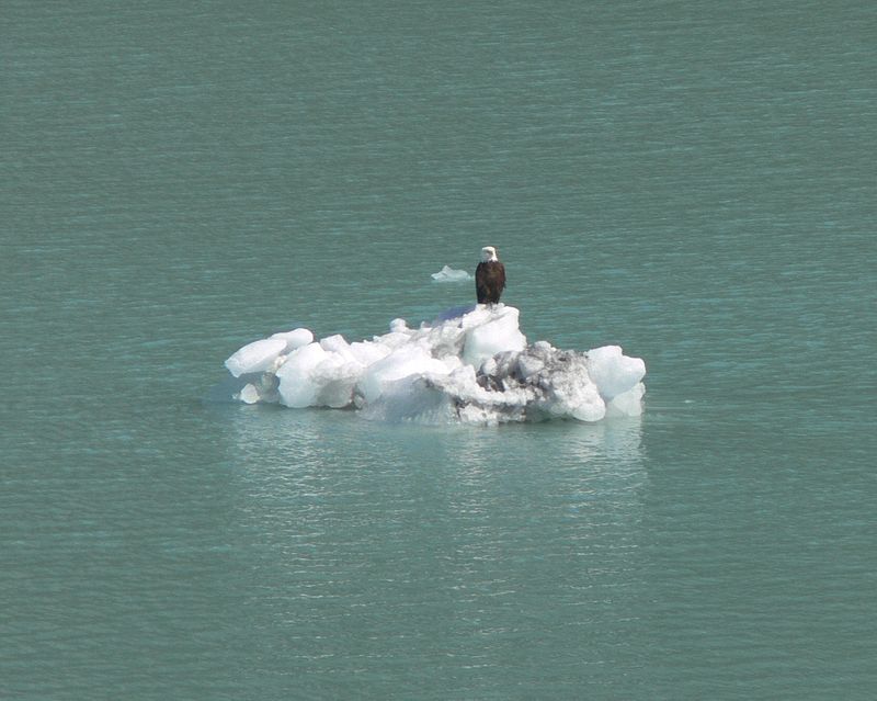 A bald eagle perches on a small iceberg