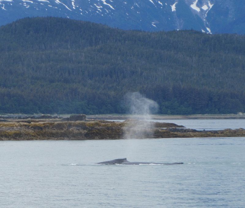 Gray whales