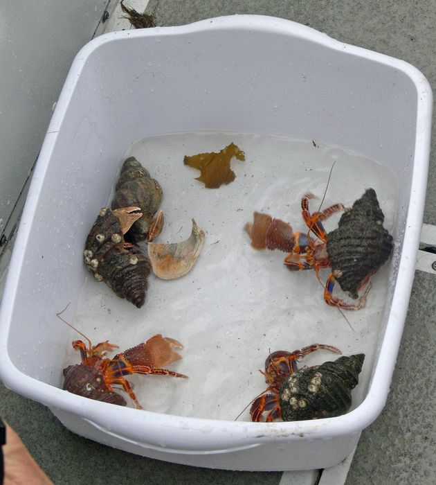 Hermit crabs caught for a scientific survey