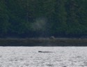 We spot a gray whale on the way back to town