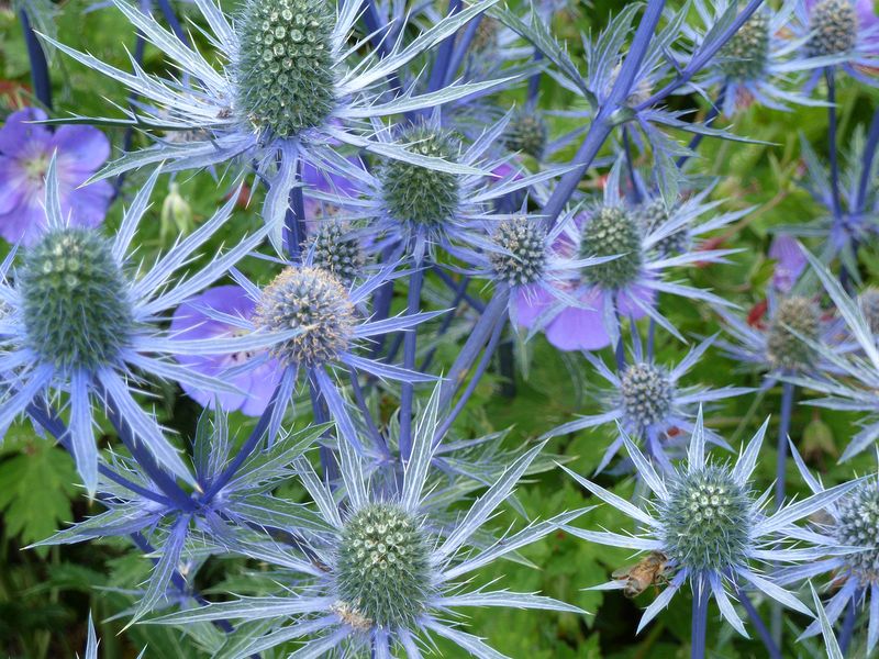 Pretty flowers