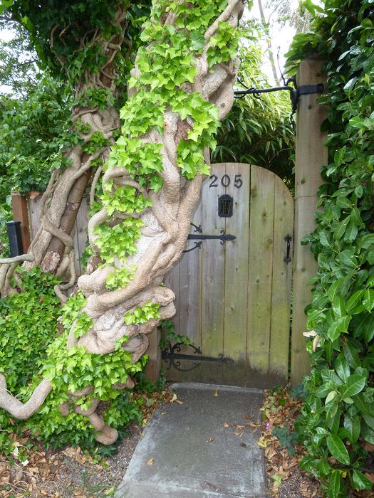 Gate next to knarly tree