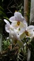 White orchids