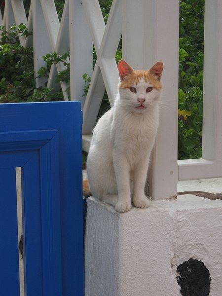 Cat by blue gate