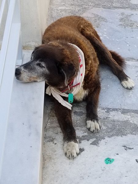 Dog resting its chin