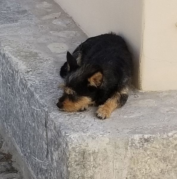 Yorky snoozing