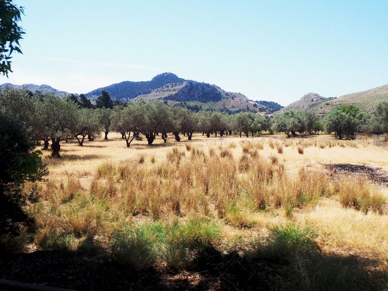 Olive grove