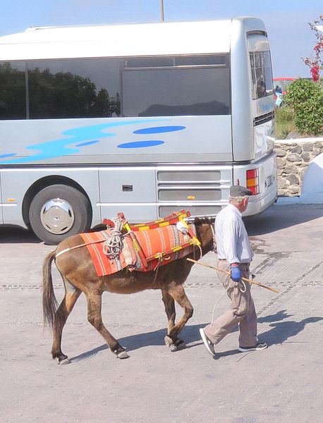 A man leading a mule