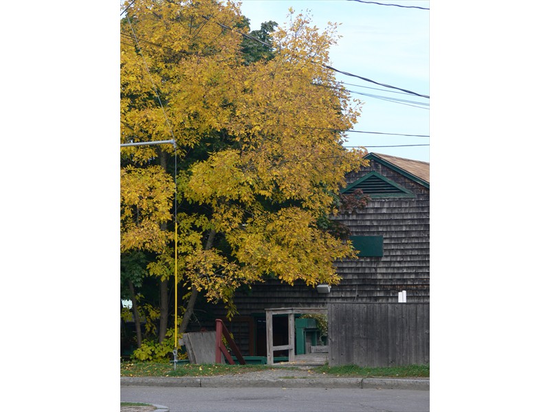 More fall color