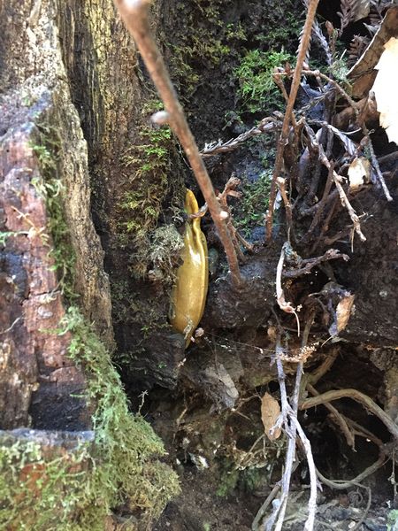 A huge banana slug