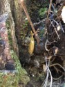 A huge banana slug