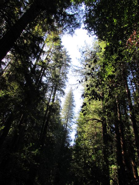 Another pretty view of the tall trees