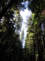 Another pretty view of the tall trees