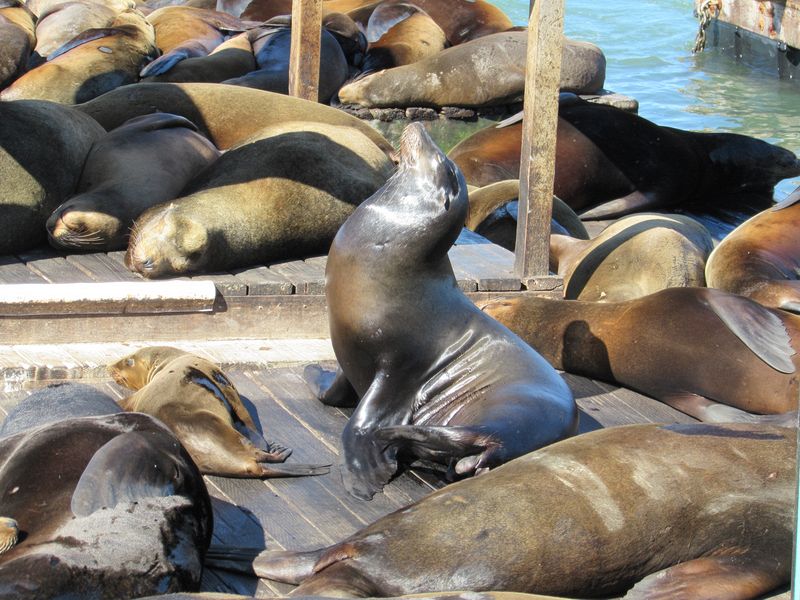 Big sea lion sunning himself