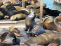 Big sea lion sunning himself