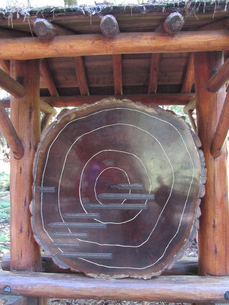 Cross section of a 1000 year old redwood tree