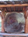 Cross section of a 1000 year old redwood tree