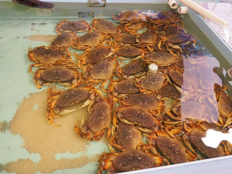 Dungeness crabs