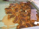 Dungeness crabs