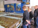 Inspecting the crabs for sale today