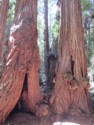 Lots of burls at the bottom of these trees