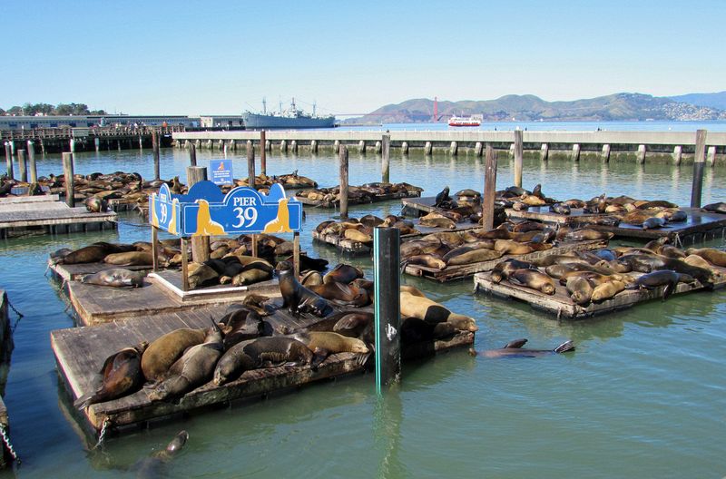 Lots of sea lions at Pier 39