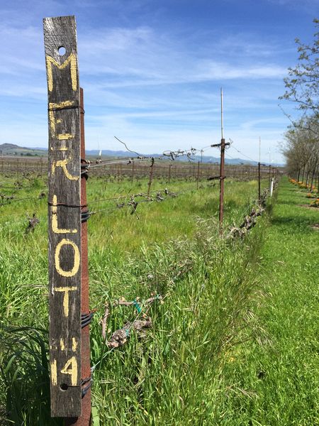 Merlot vines