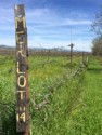 Merlot vines