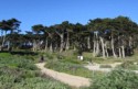 Monterrey pine trees