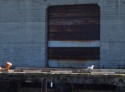 Nicholas's favorite sea gull