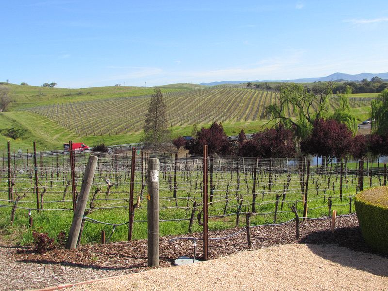 No leaves yet on the grape vines
