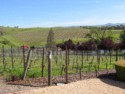 No leaves yet on the grape vines